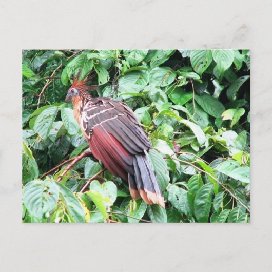 Hoatzin "Stinky Turkey"パスタザリバー、エクアドル ポストカード (正面)
