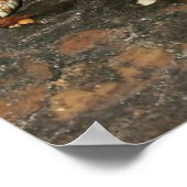 Hog Nose Snake ポスター (角)