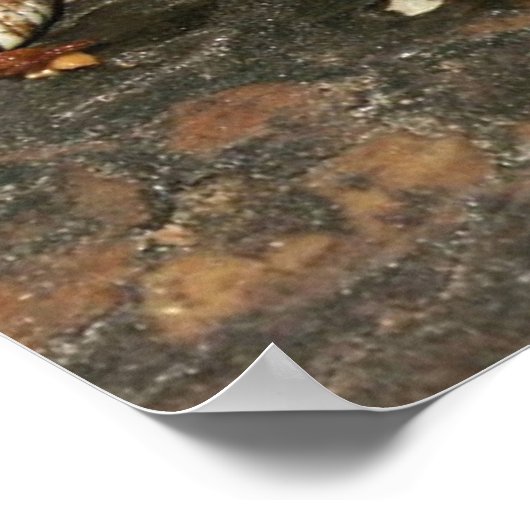 Hog Nose Snake ポスター (角)