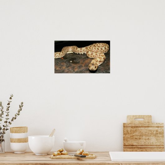 Hog Nose Snake ポスター (キッチン)