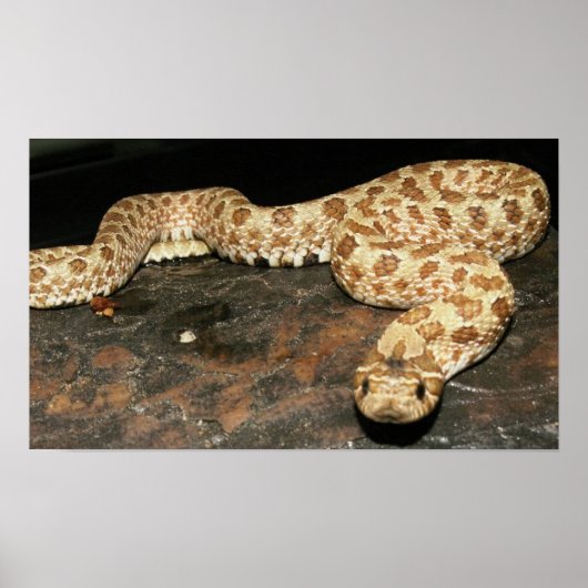 Hog Nose Snake ポスター (正面)