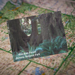 Hoh Rain Forest Travel Photo ポストカード