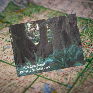 Hoh Rain Forest Travel Photo ポストカード