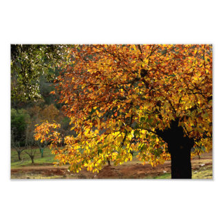 Hojas doradas del castaño en otoño en la sierra フォトプリント           