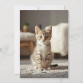 Holiday Chaos Funny Cat Christmas Card シーズンカード (裏面)