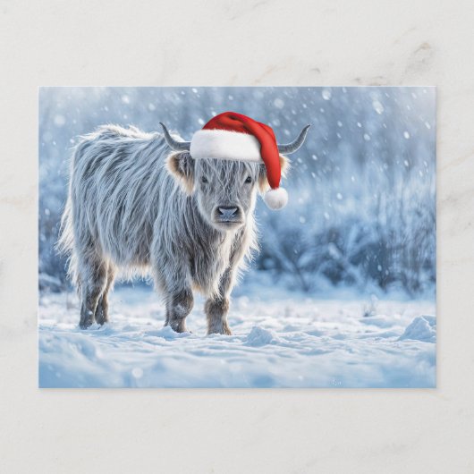 Holiday Highland Calf in the Snow Cute ポストカード (正面)