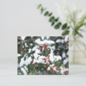 Holly Bush 2007 Postcard ポストカード (スタンド正面)