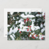 Holly Bush 2007 Postcard ポストカード (正面/裏面)