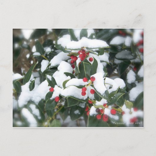 Holly Bush 2007 Postcard ポストカード (正面)