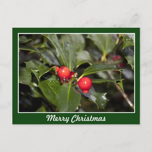 Holly leaves and red berries, Merry Christmas シーズンポストカード (正面)