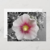 Hollyhock on Ile de Re,フランス ポストカード (正面/裏面)