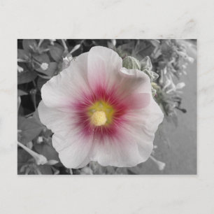 Hollyhock on Ile de Re，フランス ポストカード