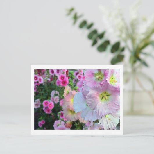 Hollyhocks：日本 ポストカード (スタンド正面)