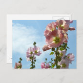 Hollyhocks：日本 ポストカード (正面/裏面)