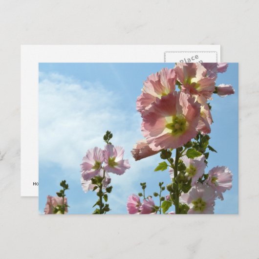 Hollyhocks：日本 ポストカード (正面/裏面)