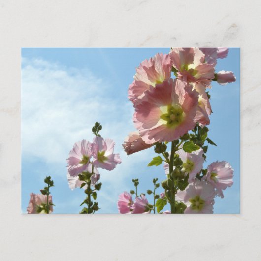 Hollyhocks：日本 ポストカード (正面)