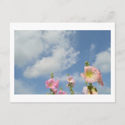 Hollyhocks：日本 ポストカード (正面)
