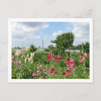 Hollyhocks: Arakawa River, Tokyo ポストカード