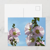 Hollyhocks: Japan ポストカード (正面/裏面)