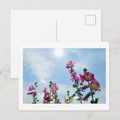 Hollyhocks: Japan ポストカード (正面/裏面)