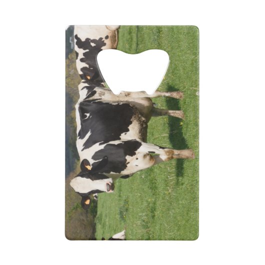 Holstein cows in a field in Brittany クレジットカード栓抜き (正面)