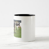 Holstein cows in a field in Brittany ツートーンマグカップ (中央)
