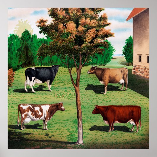 Holstein, Jersey, Ayrshire & Shorthorn cows ポスター (正面)