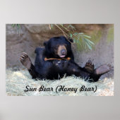 Honey Bear (Sun Bear)写真 ポスター (正面)
