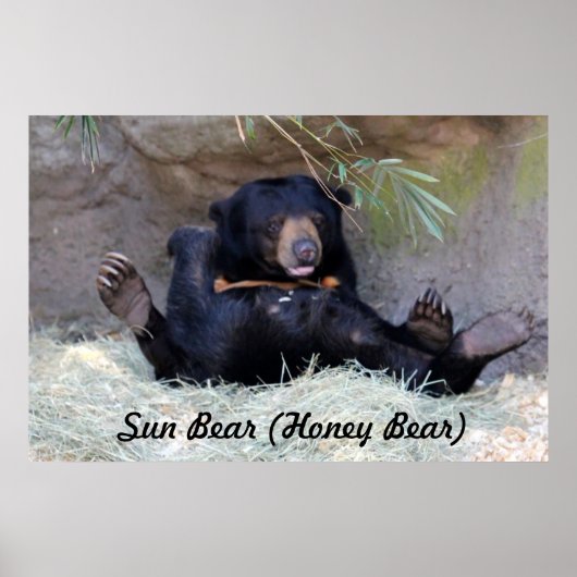 Honey Bear (Sun Bear)写真 ポスター (正面)