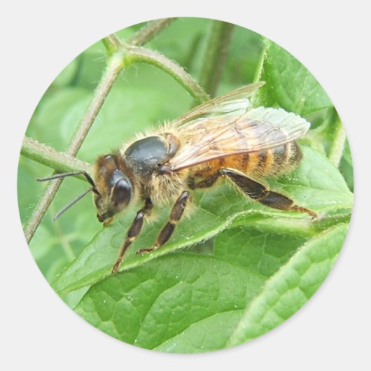 Honey Bee ～シール ラウンドシール (正面)