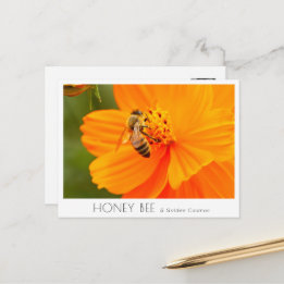 Honey Bee & Golden Cosmos ポストカード
