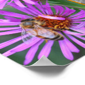 Honey Bee On Pink Aster Flower写真を追加 ポスター (角)