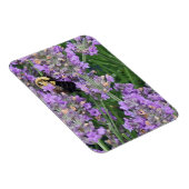 Honey Bee on the Lavender マグネット (右側)