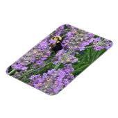 Honey Bee on the Lavender マグネット (左側)
