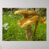 Honey Fungus Poster ポスター (正面)