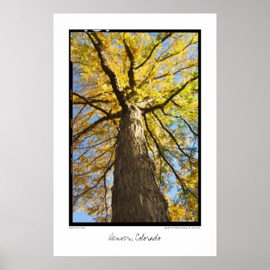 Honey Locust, Denver, Colorado Poster ポスター (正面)