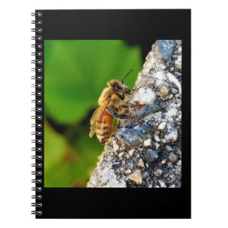 Honeybee 6.5x8.75スパイラルノートブック ノートブック