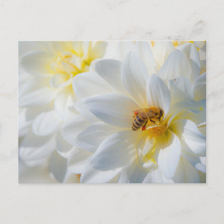 Honeybee on a Dahlia Postcard ポストカード