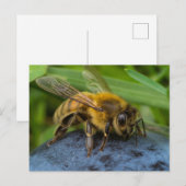 Honeybee on a Stone ポストカード (正面/裏面)