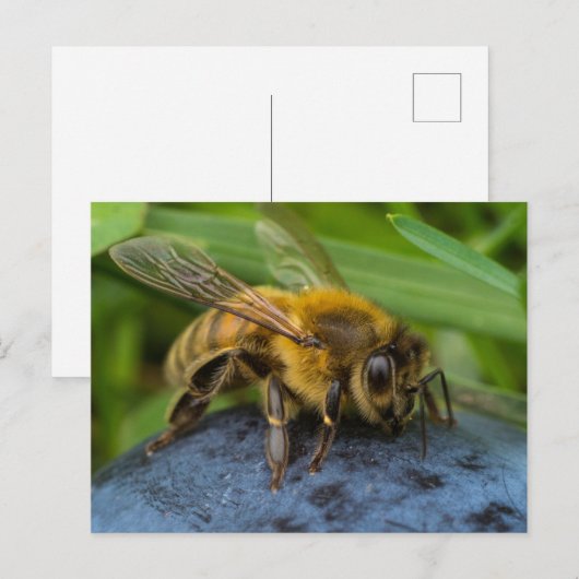 Honeybee on a Stone ポストカード (正面/裏面)