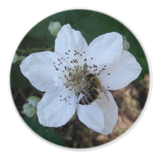 Honeybee on blackberry flower セラミックノブ (正面)