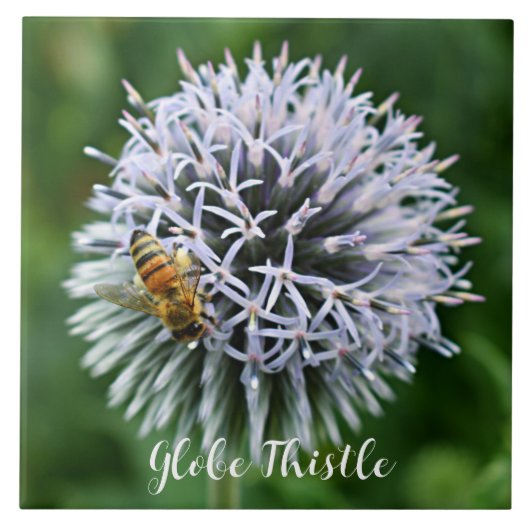 Honeybee on Globe Thistle Floral タイル (正面)