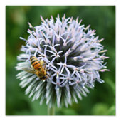 Honeybee on Globe Thistle Floral フォトプリント (正面)