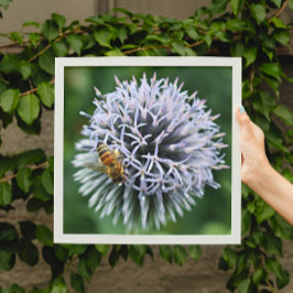 Honeybee on Globe Thistle Floral フォトプリント