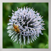 Honeybee on Globe Thistle Floral ポスター (正面)