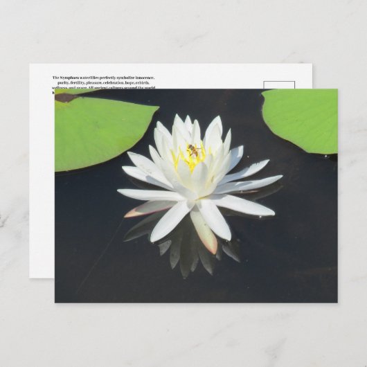 HoneyBee on Water Lilyはがき ポストカード (正面/裏面)