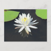 HoneyBee on Water Lilyはがき ポストカード (正面)