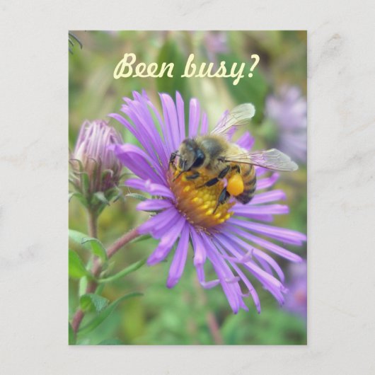 Honeybeon Asters Quick "Hi" ポストカード (正面)