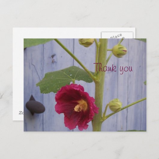 Honeysuccleは郵便はがき感謝していしています ポストカード (正面/裏面)