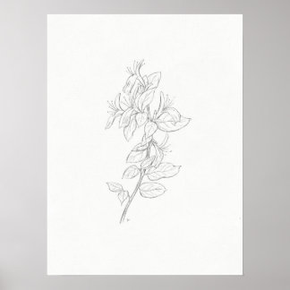 Honeysuckle sketch art print ポスター